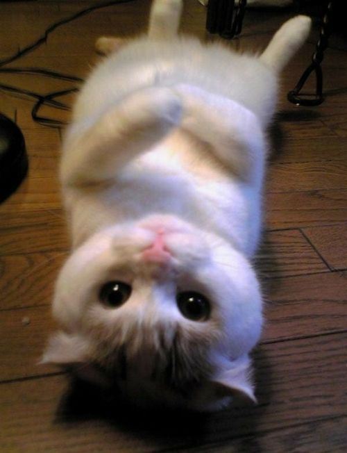 cat kitten kitty meow namaste yoga cat