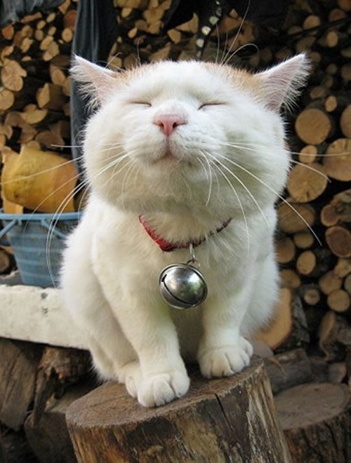 Smiling cat perched on stump