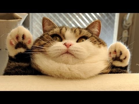 Fat cat funny animals pets meow feline