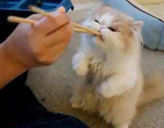 Cat being fed with chopsticks