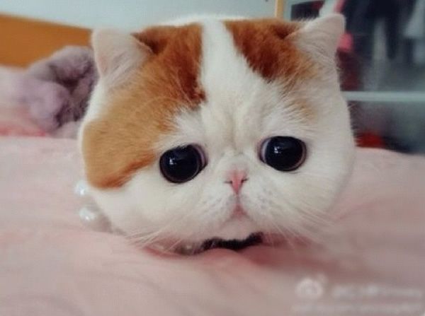 cat with huge eyes 