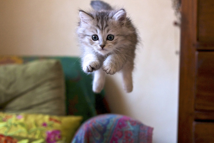 Kitten leaping mid-air