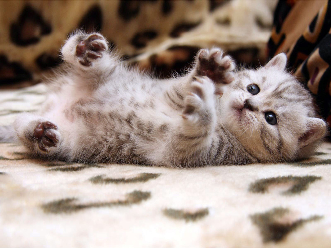 cute cat meow kitten 