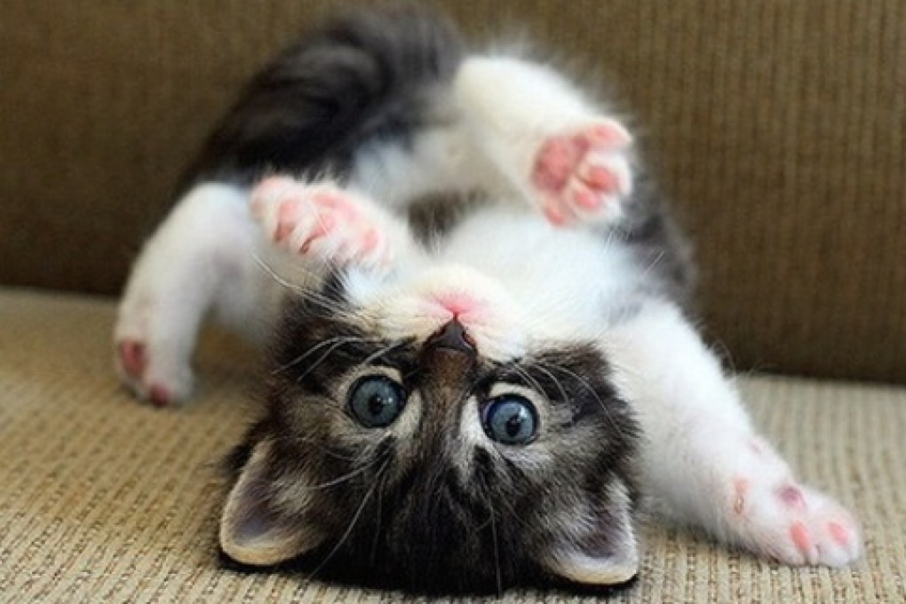 cute cat#sweet cat#amazingly beautiful kitten#shortsvedio 