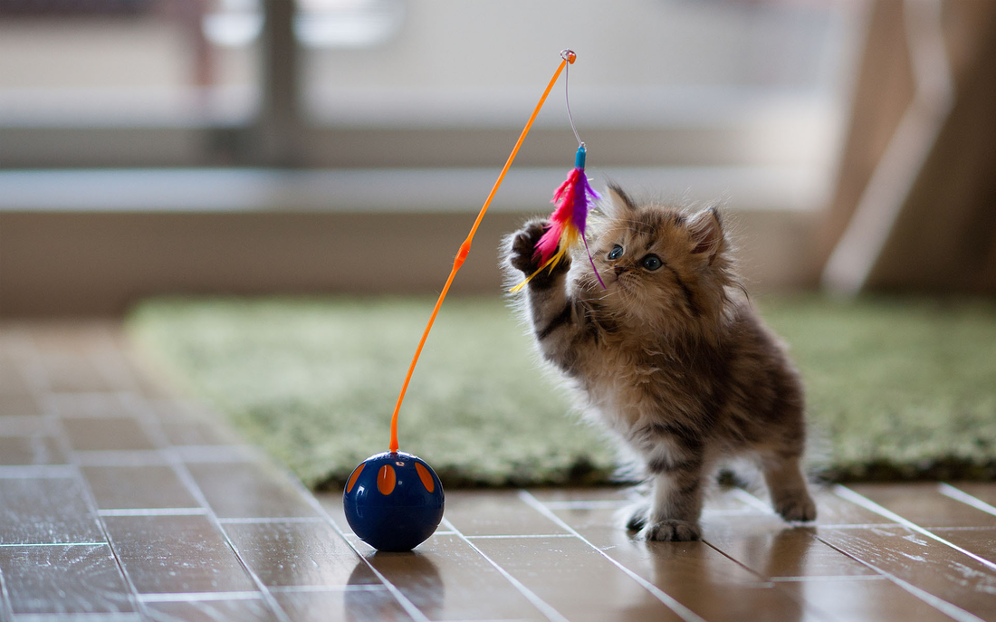 Kitten Batting Feather Cat Toy